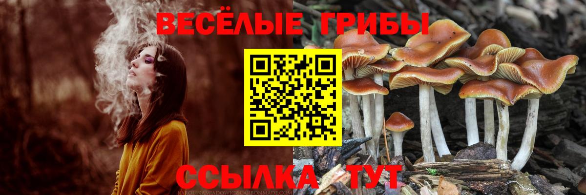 Спасск-Дальний  Псилоцибиновые грибы Psilocybe  Вход с VPN 